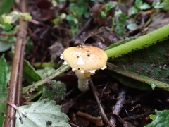 Leratiomyces squamosus squamosus