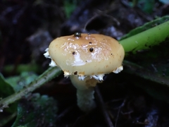 Leratiomyces squamosus squamosus