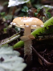 Leratiomyces squamosus squamosus