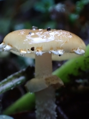 Leratiomyces squamosus squamosus