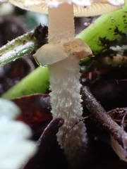 Leratiomyces squamosus squamosus