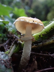 Leratiomyces squamosus squamosus