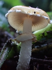 Leratiomyces squamosus squamosus