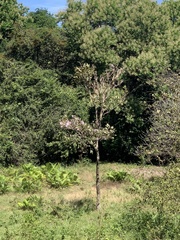 Tabebuia rosea image