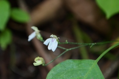 Justicia scandens