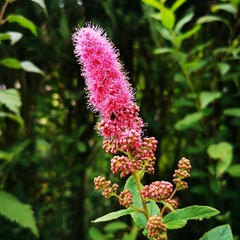 Spiraea salicifolia
