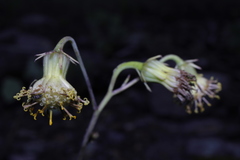 Roldana sessilifolia