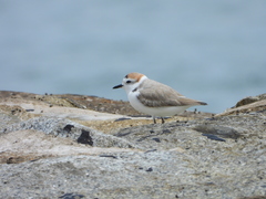 Charadrius dealbatus