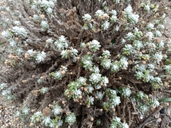 Achillea maritima maritima