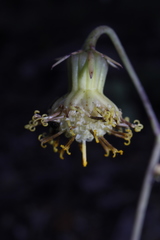 Roldana sessilifolia