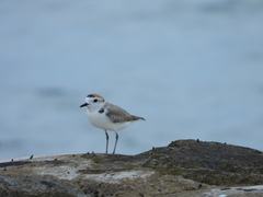 Charadrius dealbatus