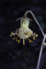 Roldana sessilifolia