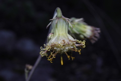 Roldana sessilifolia