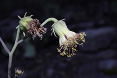 Roldana sessilifolia