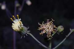 Roldana sessilifolia