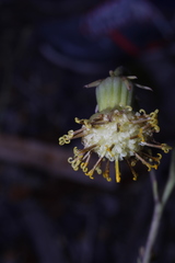 Roldana sessilifolia