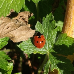 Coccinella septempunctata