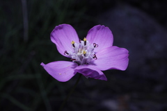 Cosmos ochroleucoflorus