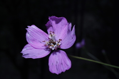 Cosmos ochroleucoflorus