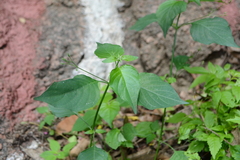 Justicia scandens