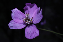 Cosmos ochroleucoflorus
