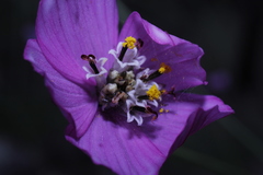 Cosmos ochroleucoflorus