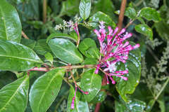 Fuchsia paniculata paniculata