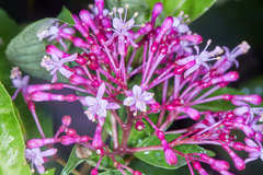 Fuchsia paniculata paniculata