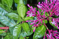 Fuchsia paniculata paniculata