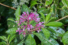 Fuchsia paniculata paniculata