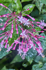 Fuchsia paniculata paniculata