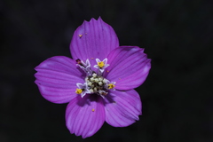 Cosmos ochroleucoflorus