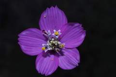 Cosmos ochroleucoflorus