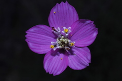 Cosmos ochroleucoflorus