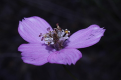 Cosmos ochroleucoflorus