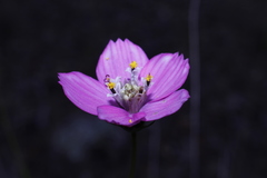 Cosmos ochroleucoflorus