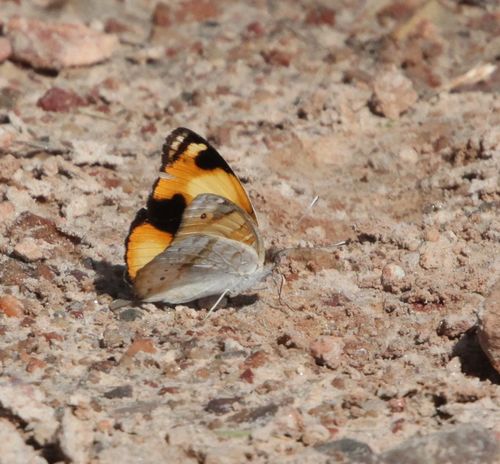 African Yellow Pansy
