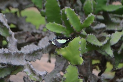 Polyura agraria