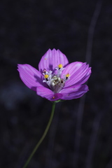 Cosmos ochroleucoflorus