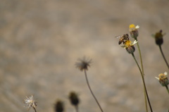 Apis mellifera
