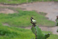Polyura agraria