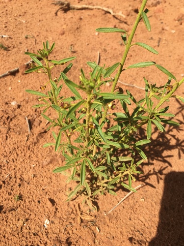 Cleome amblyocarpa image