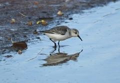 Calidris alba