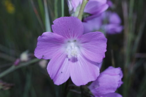Image of Sidalcea neomexicana by (c) Arturo Castro Castro, some rights reserved (CC BY)
