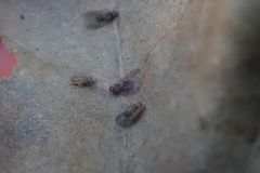 Psocodea