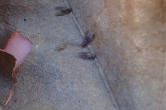 Psocodea