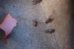 Psocodea