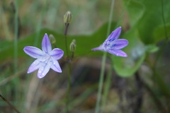 Triteleia bridgesii