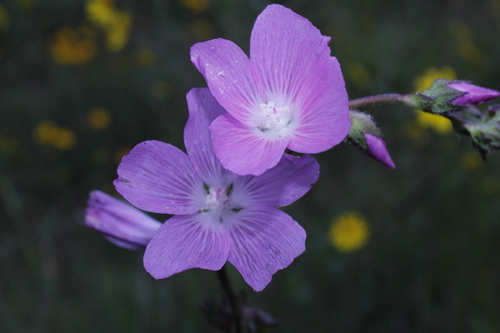 Image of Sidalcea neomexicana by (c) Arturo Castro Castro, some rights reserved (CC BY)