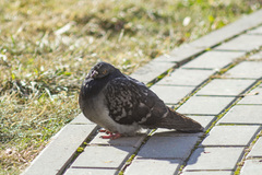 Columba livia domestica